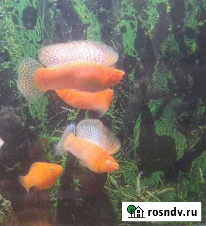 Велифера, моллинезия, живородка, меченосец, гуппи Химки - изображение 1
