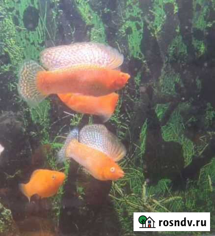 Велифера, моллинезия, живородка, меченосец, гуппи Химки - изображение 1