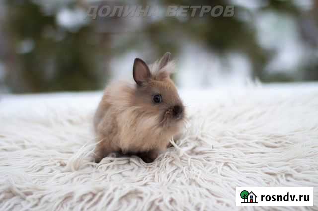 Львиноголовая самка миникролик Москва - изображение 1