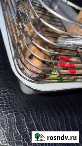 Хомяк с клеткой Владикавказ - изображение 1