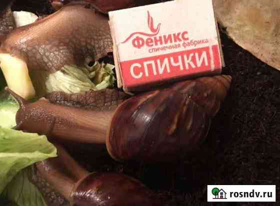 Улитка Москва