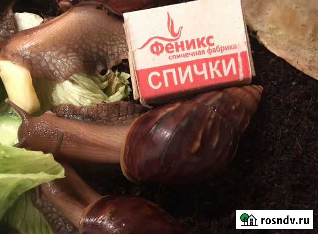 Улитка Москва - изображение 1