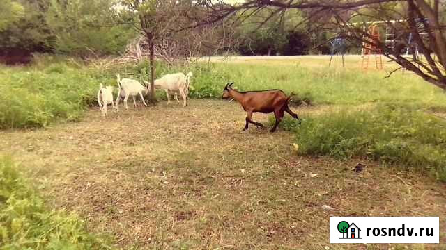 Козье молоко Сызрань - изображение 1