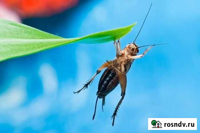 Сверчки, тараканы, зофобас и др Астрахань - изображение 1