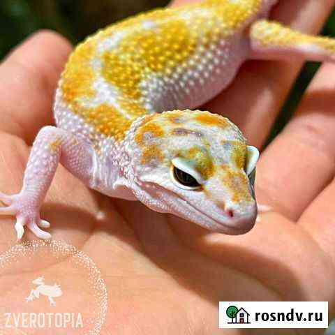 Геккон эублефар Краснодар