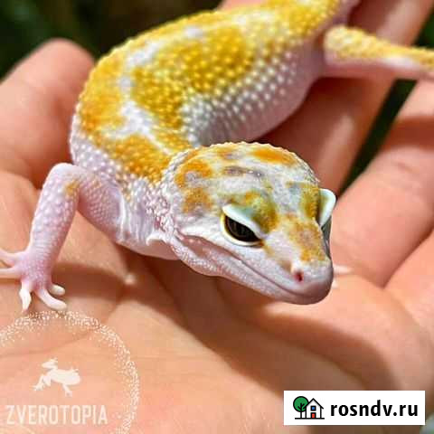 Геккон эублефар Краснодар - изображение 1