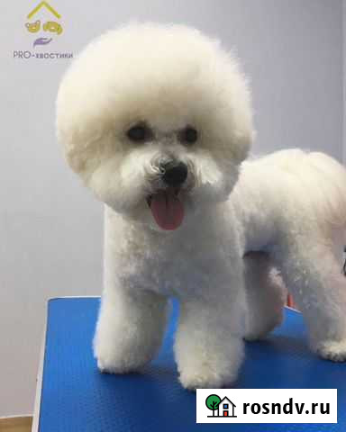 Груминг, стрижка собак и кошек Новомосковск - изображение 1