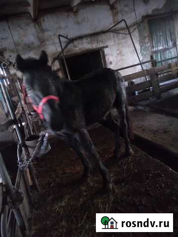 Продаются жеребцы Кувандык - изображение 1