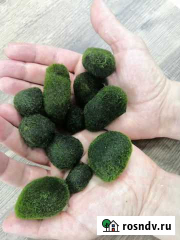 Водоросли Благовещенск - изображение 1