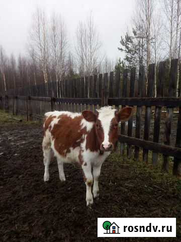 Телки Омутнинск - изображение 1