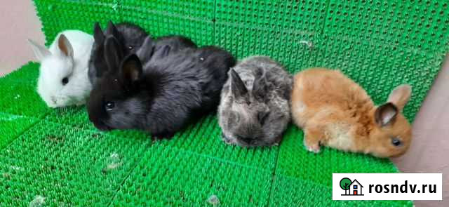 Декоративные кролики Геджух - изображение 1