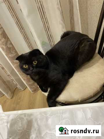 Британский кот вязка Чебоксары - изображение 1