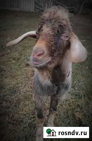 Козлик альпо нубийский Веселый - изображение 1