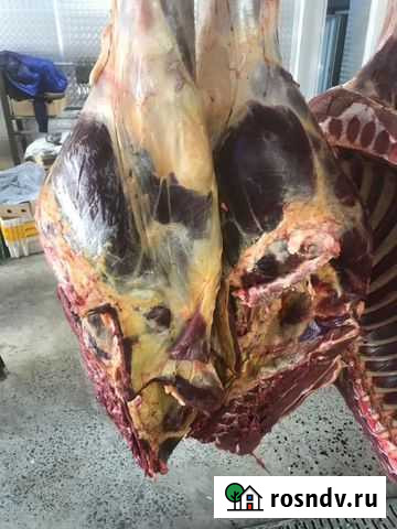 Мясо Конина Гурьевск - изображение 1