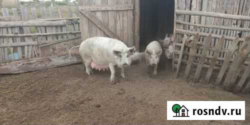 Поросята Бреды - изображение 1