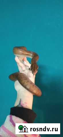 Передержка экзотических животных Омск - изображение 1