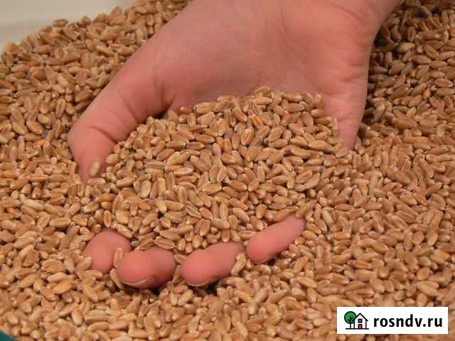 Зерно пшеница Красногвардейское - изображение 1
