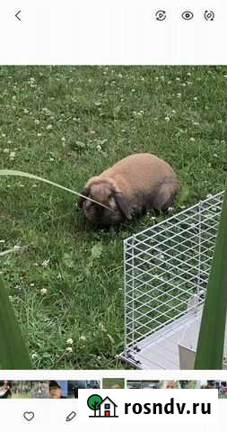 Декоративные кролики вислоухие Новосибирск - изображение 1