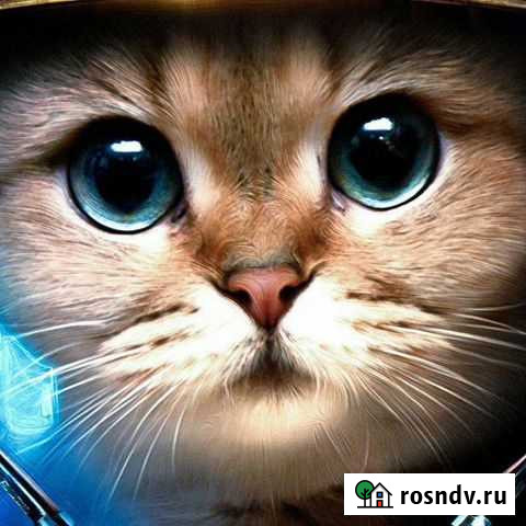 Психолог Кот Санкт-Петербург - изображение 1