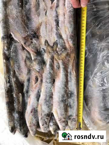 Корюшка нр 17+; 25+ с/м Химки - изображение 1