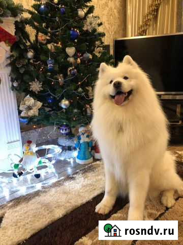 Вязка самоед Елец - изображение 1