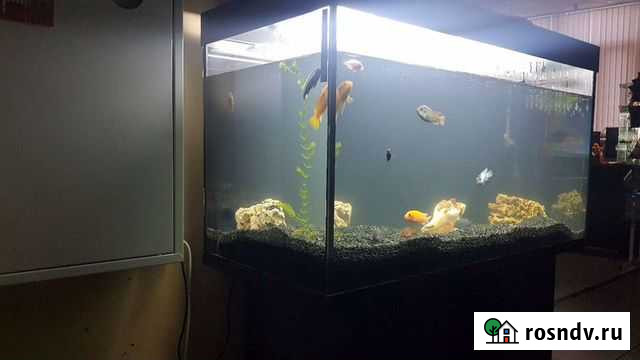 Аквариум Тольятти - изображение 1