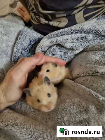 Сирийские Хомяки Санкт-Петербург - изображение 1