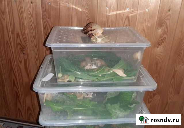 Улиточная mini ферма Смоленск - изображение 1