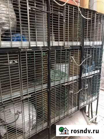 Клетки для кроликов Видное - изображение 1