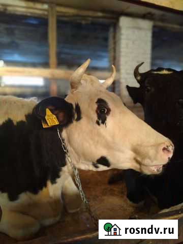 Корова нетель Волосово - изображение 1
