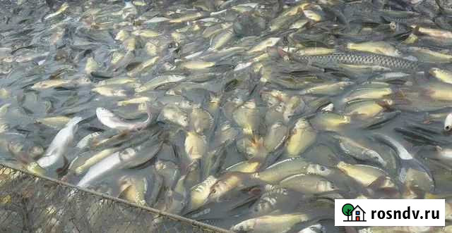 Карп живой. Мальки карпа на разведение, зарыбление Нижний Новгород - изображение 1