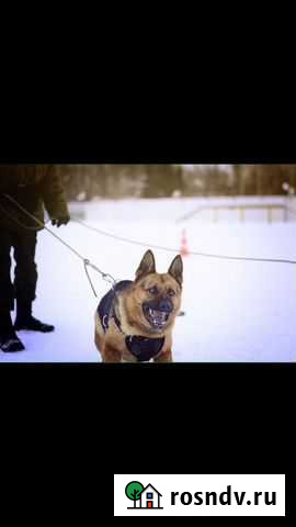 Дрессировка собак Тюмень - изображение 1