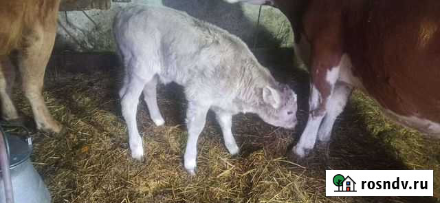 Бычки,бык,бычёк,телята,телки,коровы Пугачев - изображение 1