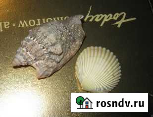 Натуральные ракушки Ижевск - изображение 1
