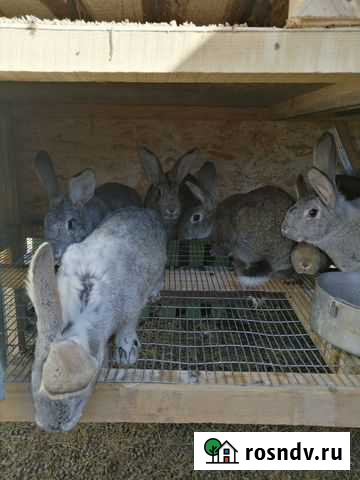 Кролик Серов - изображение 1