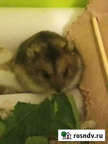 Джунгарский хомяк Новосибирск - изображение 1