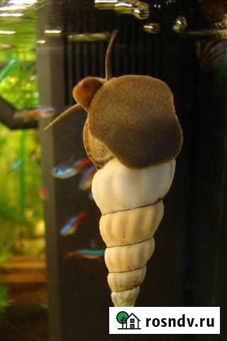 Тиломелании Геркулес - Снежный Кролик Пушкино - изображение 1