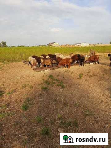 Баранчики ярочки Камышин - изображение 1