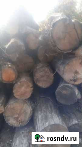 Дуб кругляк сухостой Губкин - изображение 1