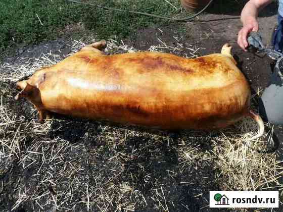 Свинина домашняя Россошь
