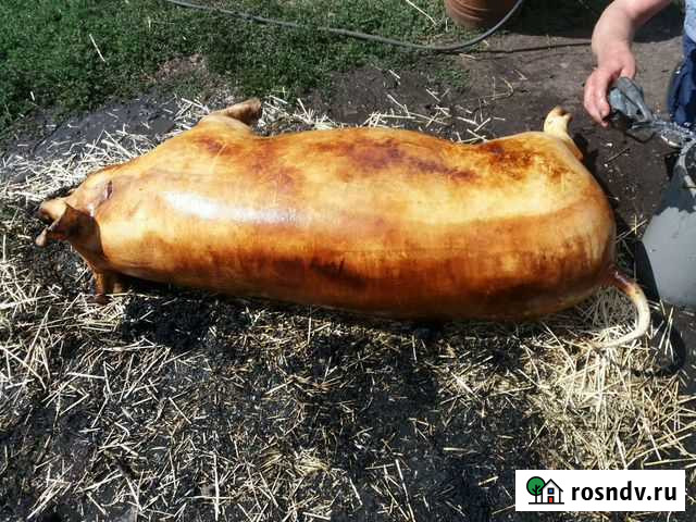 Свинина домашняя Россошь - изображение 1
