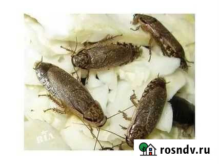 Мраморные тараканы Белогорск - изображение 1