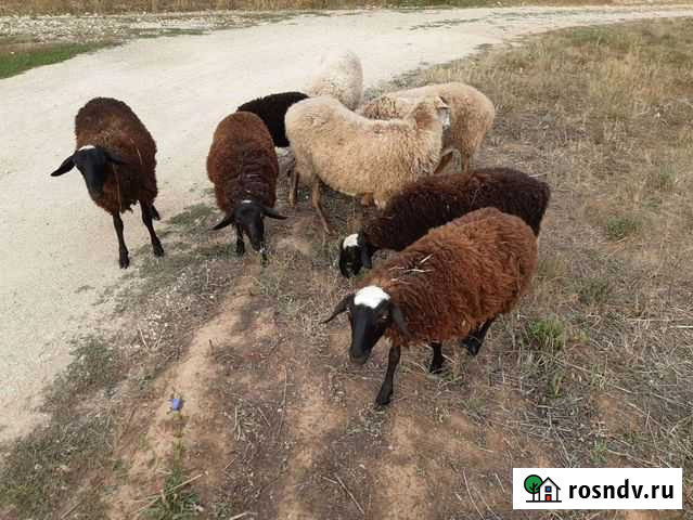 Овцы бараны Набережные Челны - изображение 1