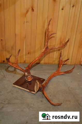 Рога оленя Сыктывкар - изображение 1