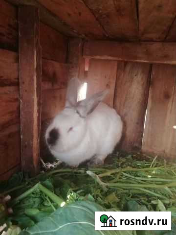 Крольчихи Краснодар - изображение 1