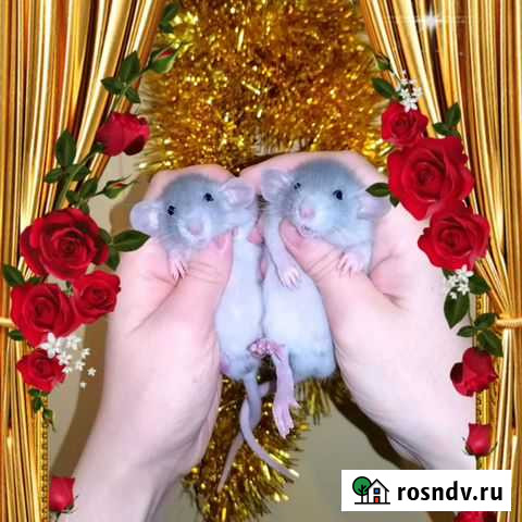 Элитные дамбо, голубое серебро крысята, крыса Санкт-Петербург - изображение 1