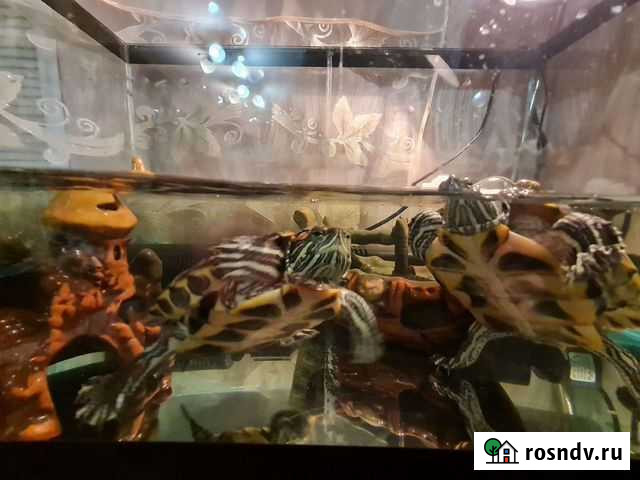 Черепаха красноухая Златоуст - изображение 1