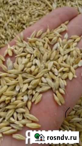 Ячмень Крупный в мешках, Доставка Дубовое - изображение 1