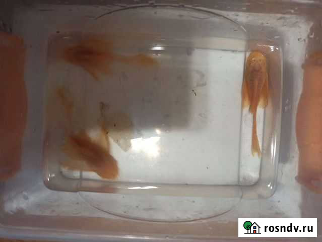 Сомы вуалевые золотые (альбиносы) подростки Королев - изображение 1