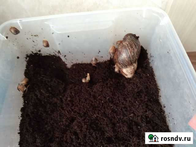 Улитки ахатины бесплатно Новоалтайск - изображение 1